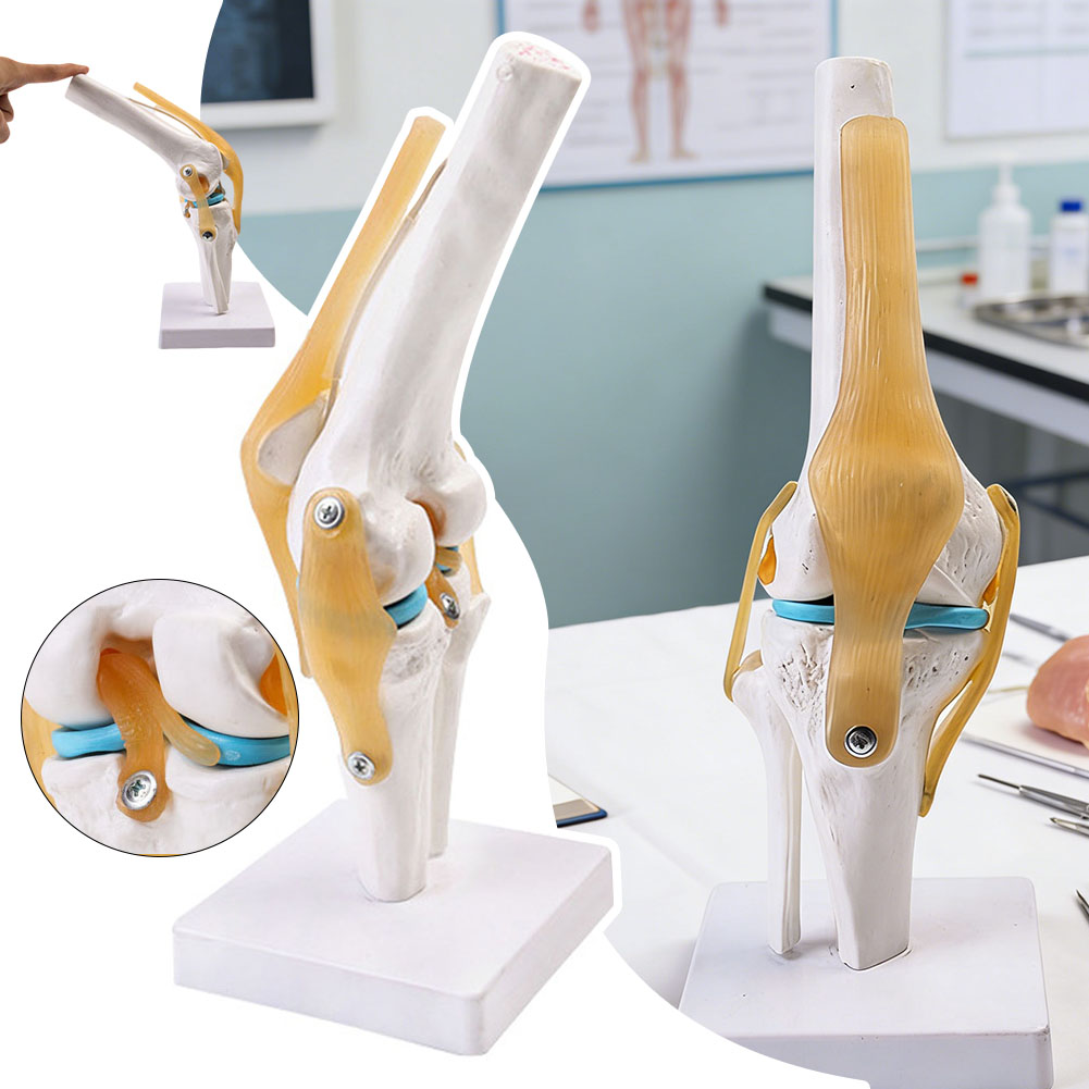 Science Hobbyist - Anatomical Medical-Knee Joint Model Human Knee