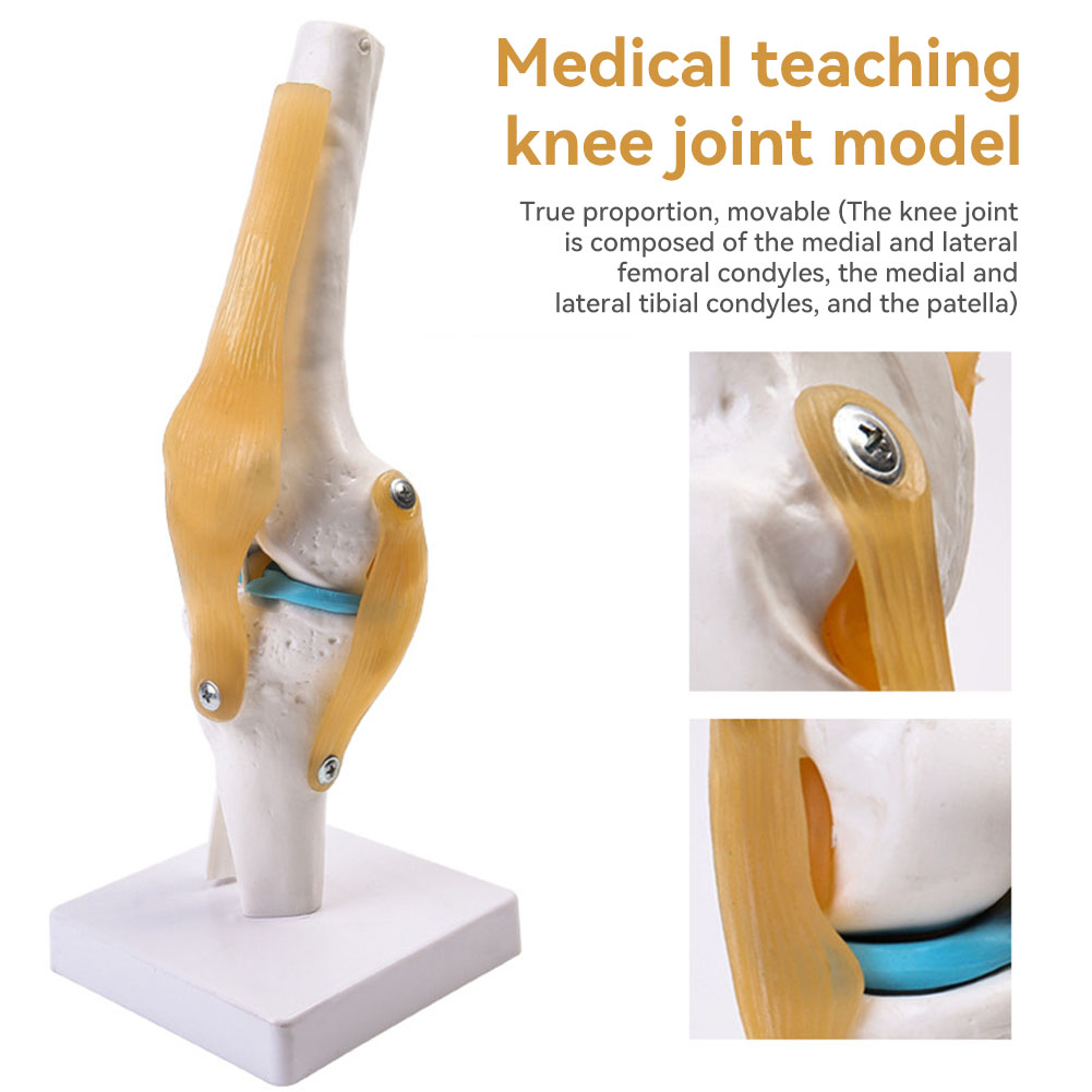 Anatomical Medical-Knee Joint  - Science Hobbyist ulasan dan harga