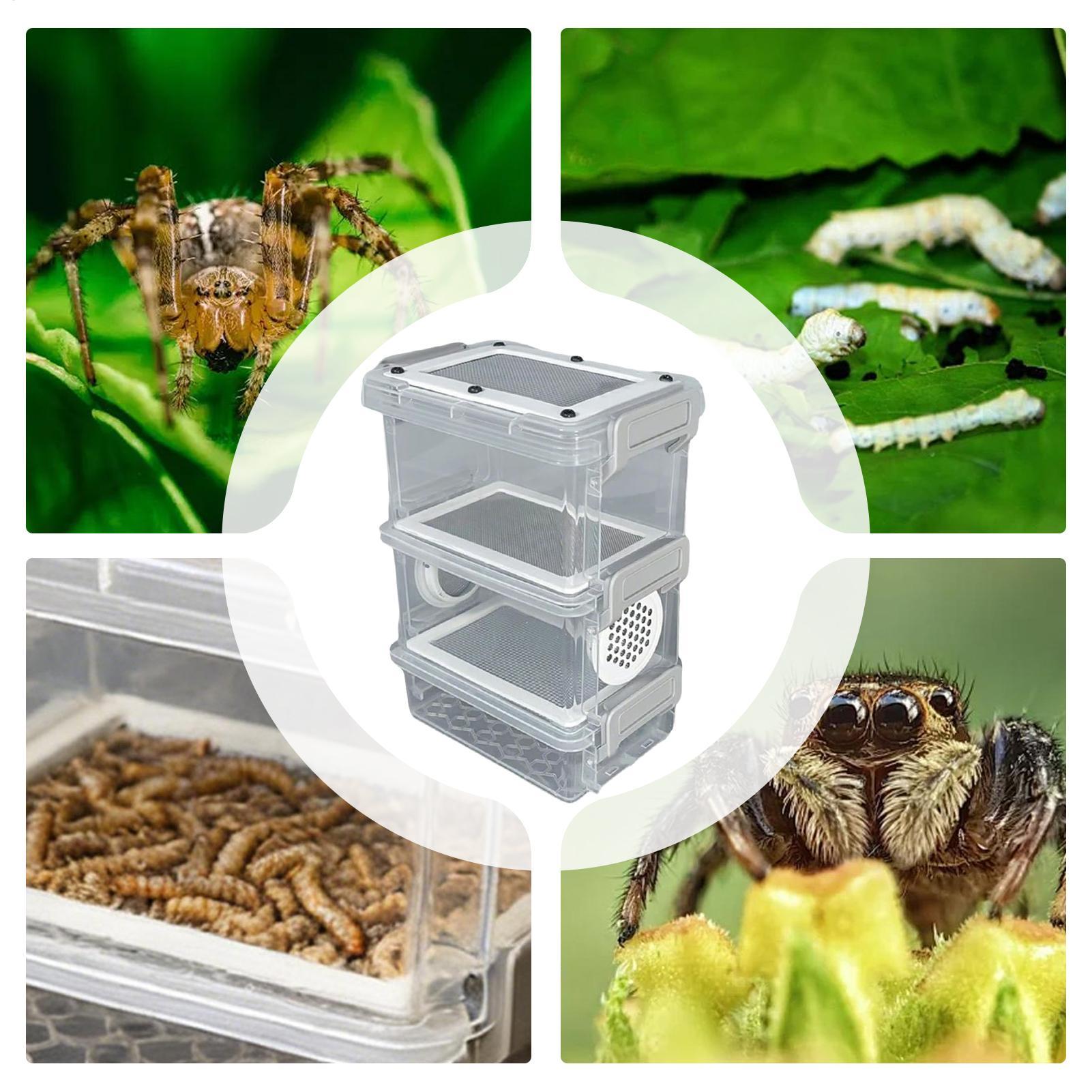 Kit Pemeliharaan Mealworm 3-La - Science Hobbyist ulasan dan harga
